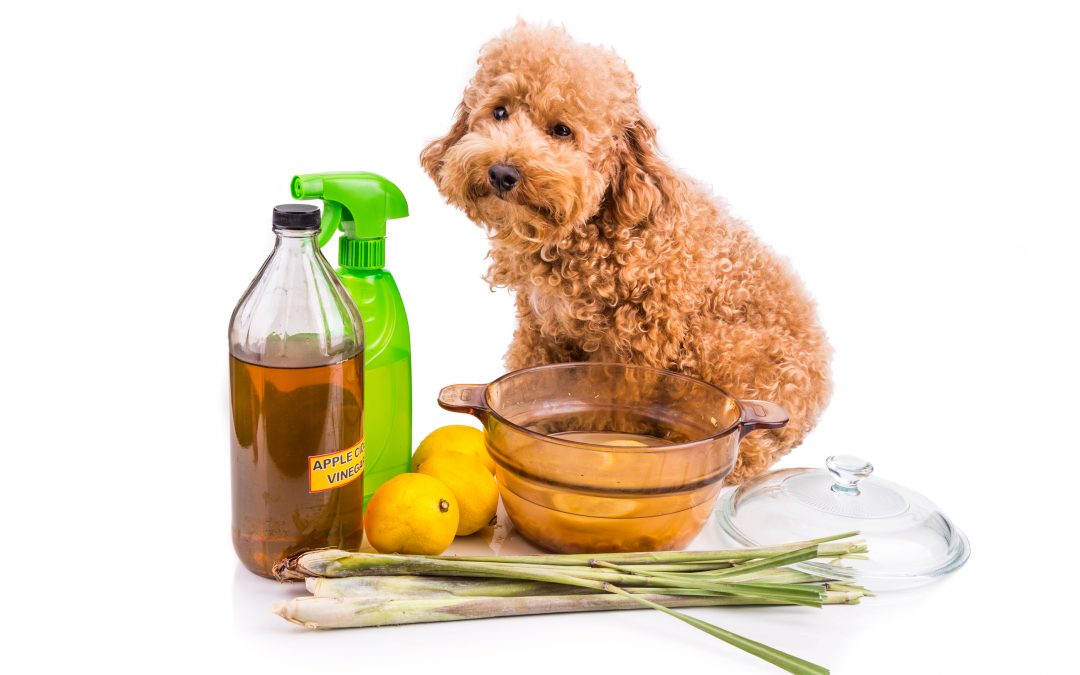 Pet stain and odor removal