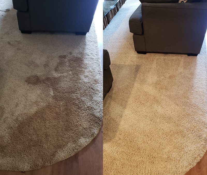 Before After Carpet Care